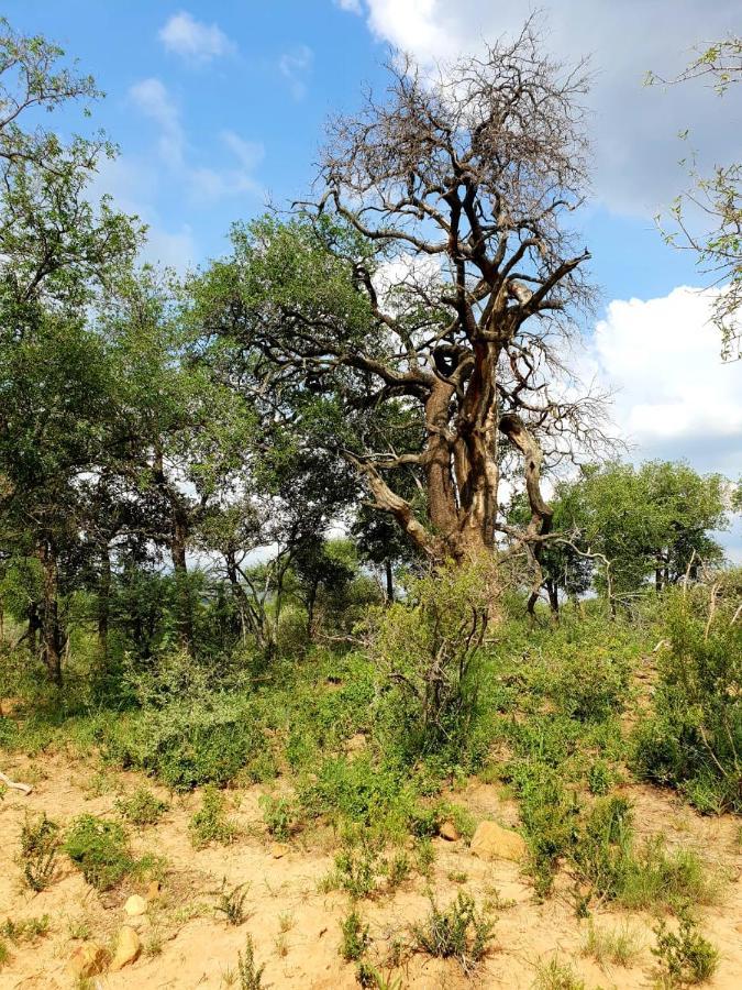 636 Itaga Safari Lodge, Mabalingwe Nature Reserve Mabula Game Reserve Eksteriør bilde