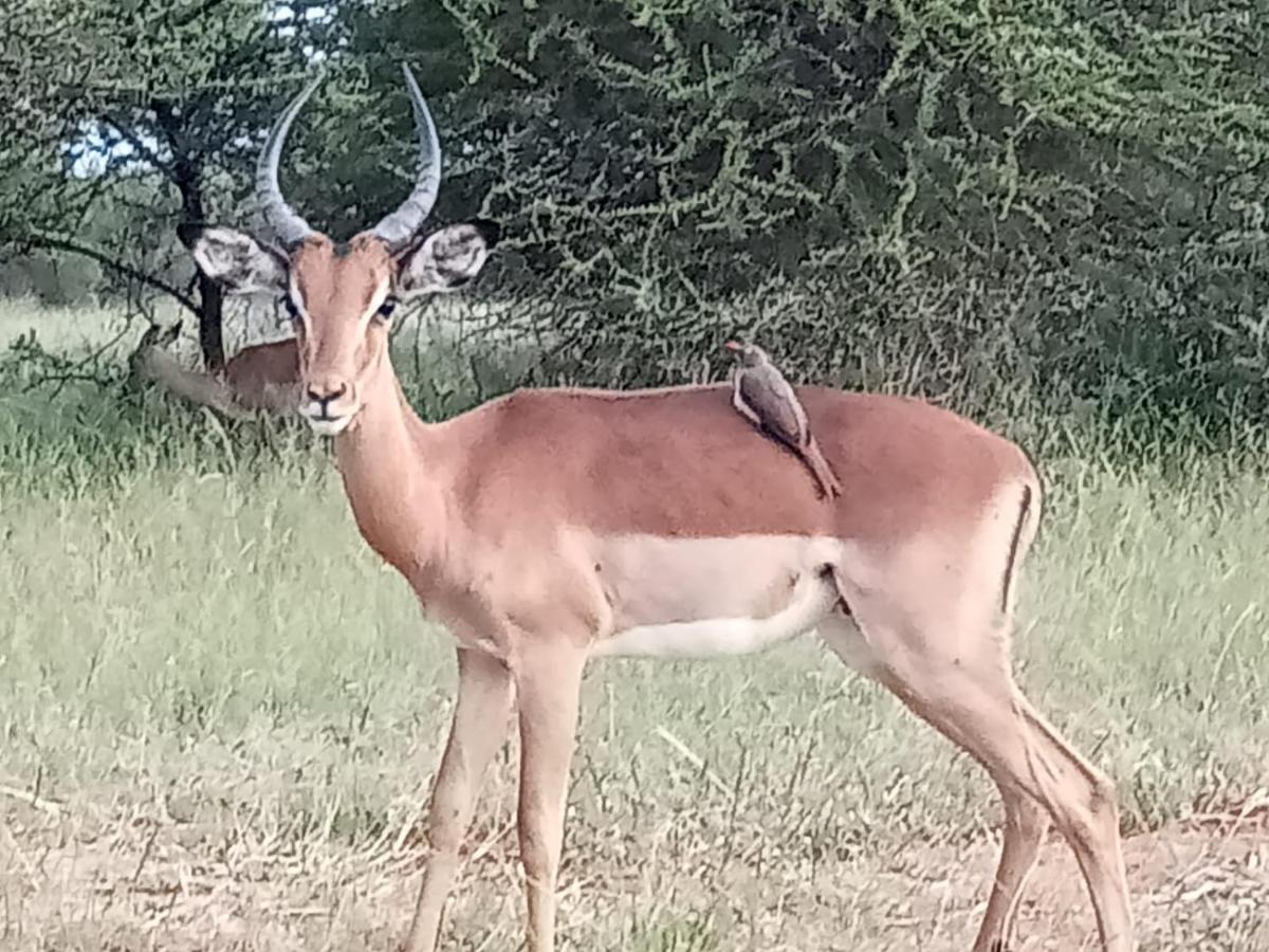 636 Itaga Safari Lodge, Mabalingwe Nature Reserve Mabula Game Reserve Eksteriør bilde